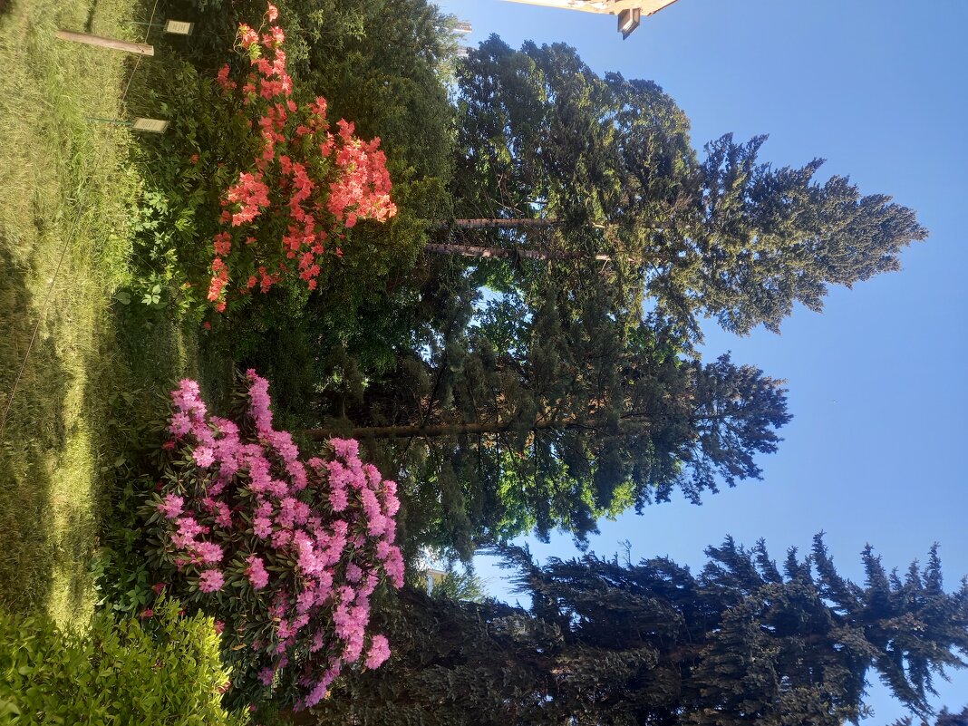 Лето - Сапсан 