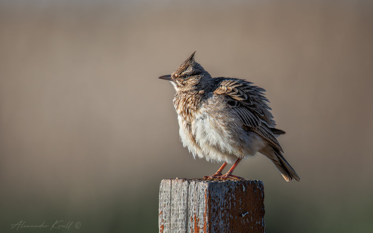 Пухлячок - Александр К.