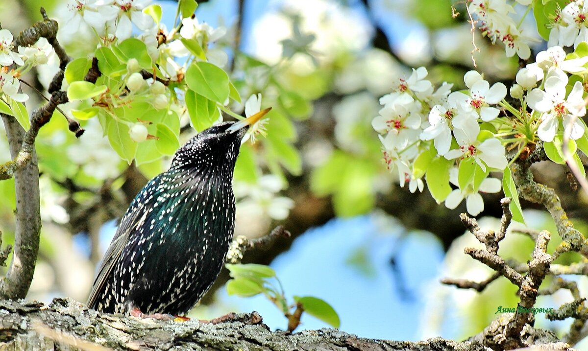 Скворушка на старушке груше. - Восковых Анна Васильевна Скворушка на старушке груше. - Восковых Анна Васильевна
