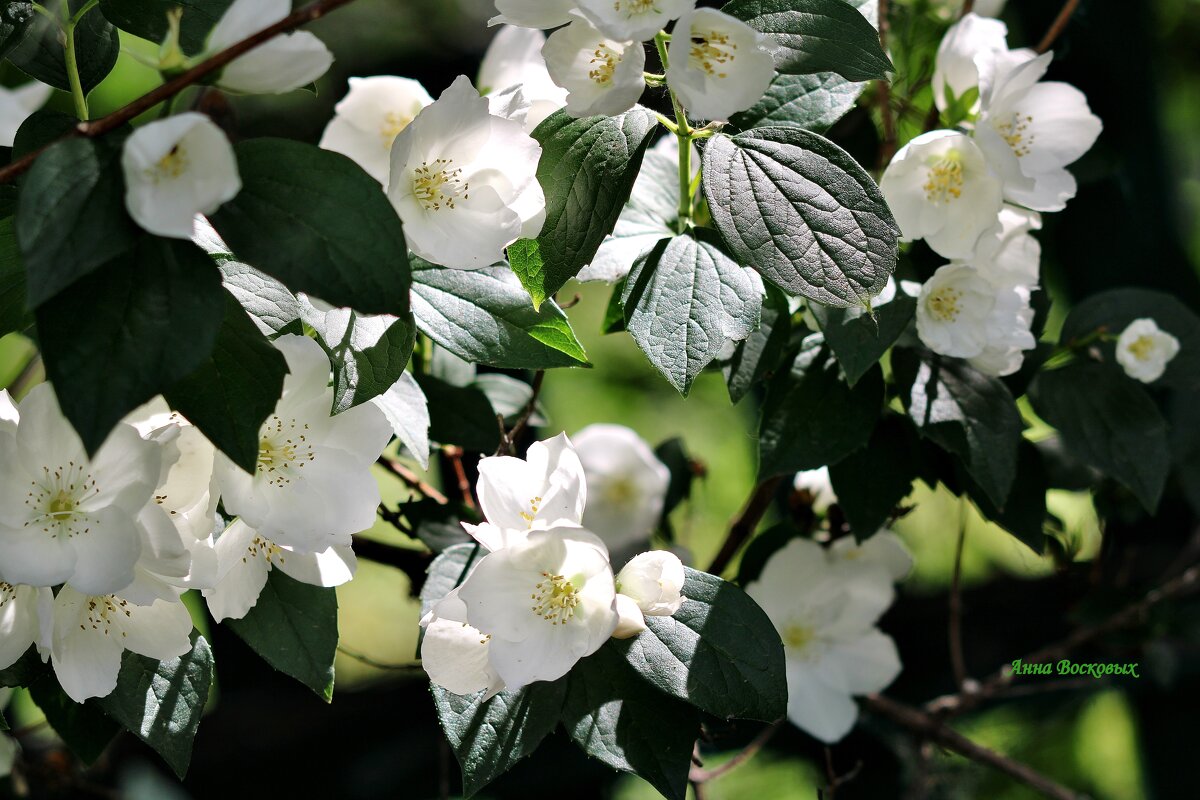 Жасмин. - Восковых Анна Васильевна Жасмин. - Восковых Анна Васильевна
