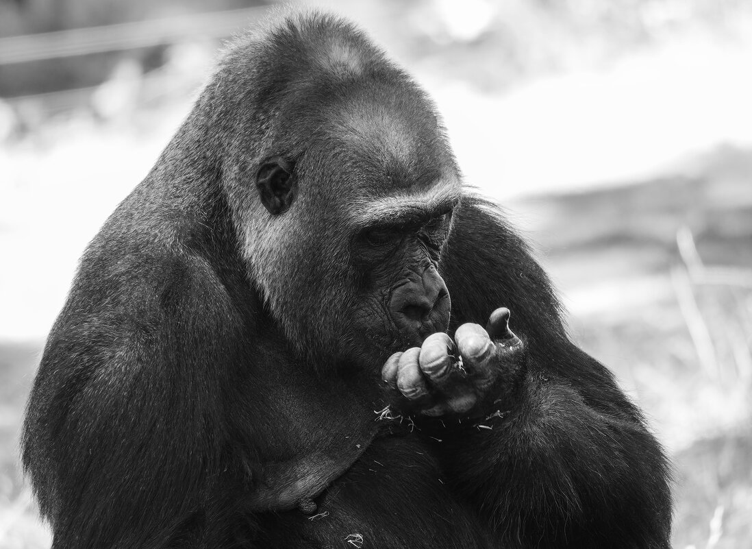 Пора на маникюр... - Alexander Amromin