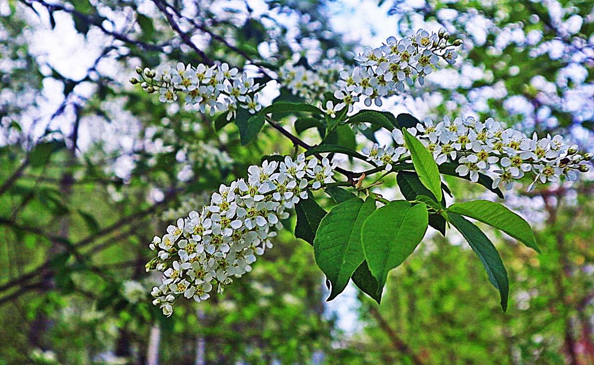 Июнь...Цветет черемуха перед грозой! - Владимир Июнь...Цветет черемуха перед грозой! - Владимир