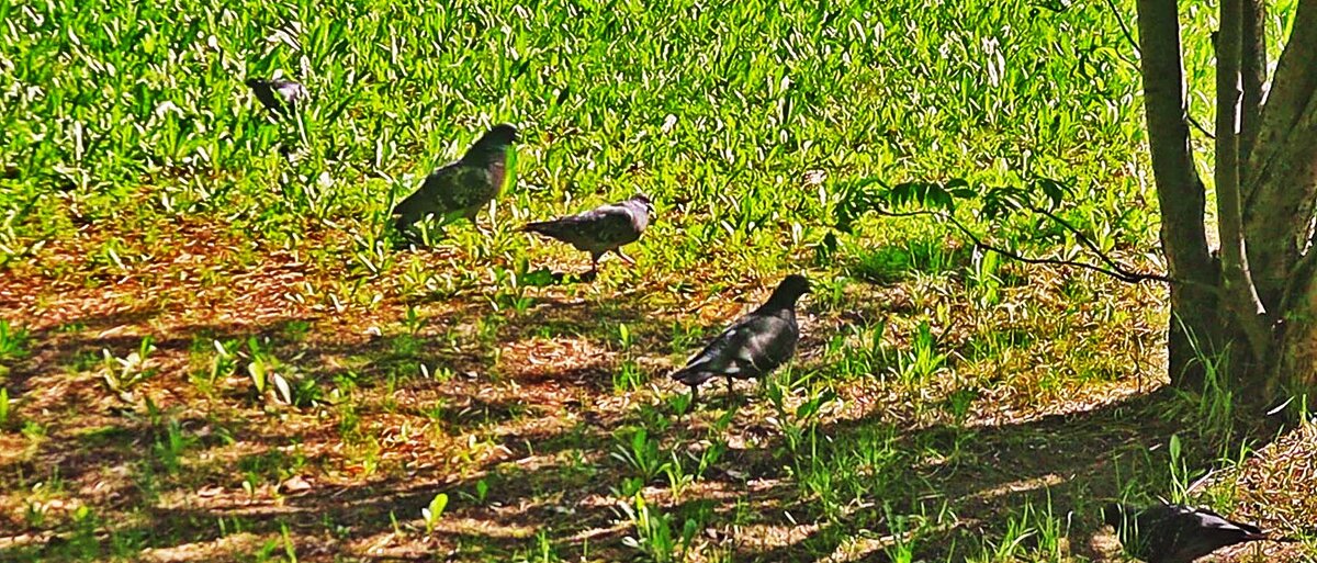 Любят голубки первую зеленую травку! - Владимир 