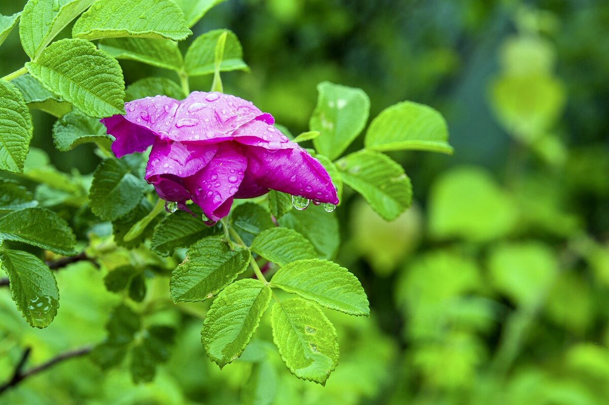После дождя - Валерий Иванович После дождя - Валерий Иванович