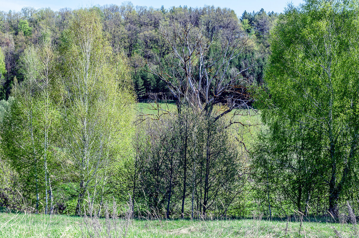 К нему весна не пришла - Андрей Щетинин