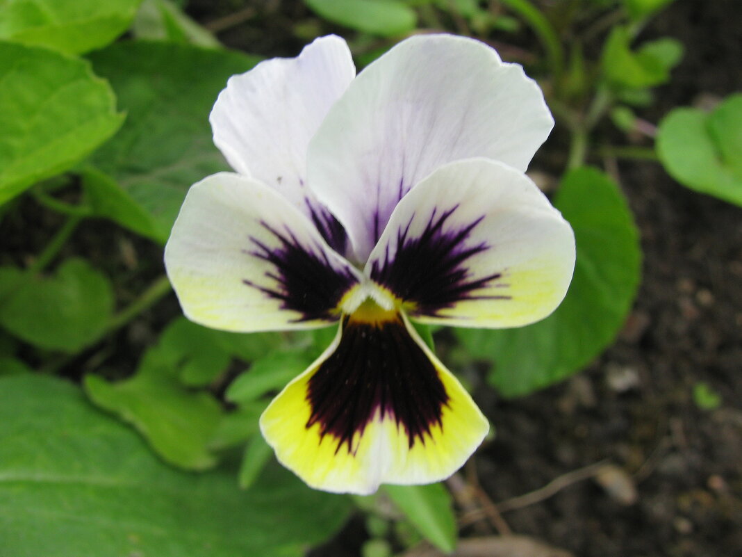 Нежная красотка - Людмила Смородинская