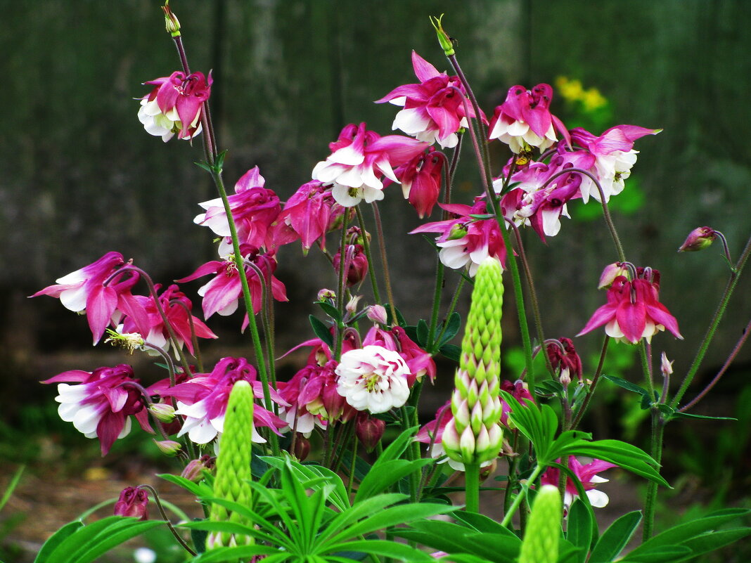 Красота в саду - Людмила Смородинская Красота в саду - Людмила Смородинская