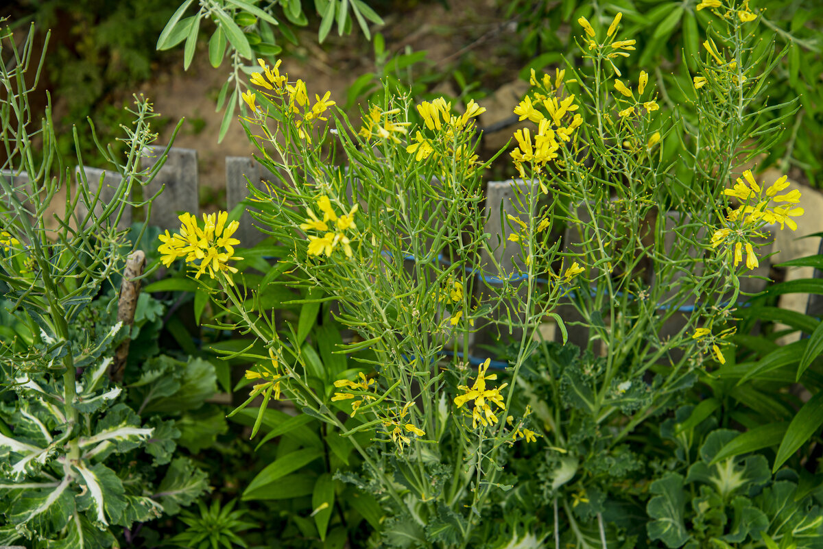 Цветы - Анатолий Чикчирный