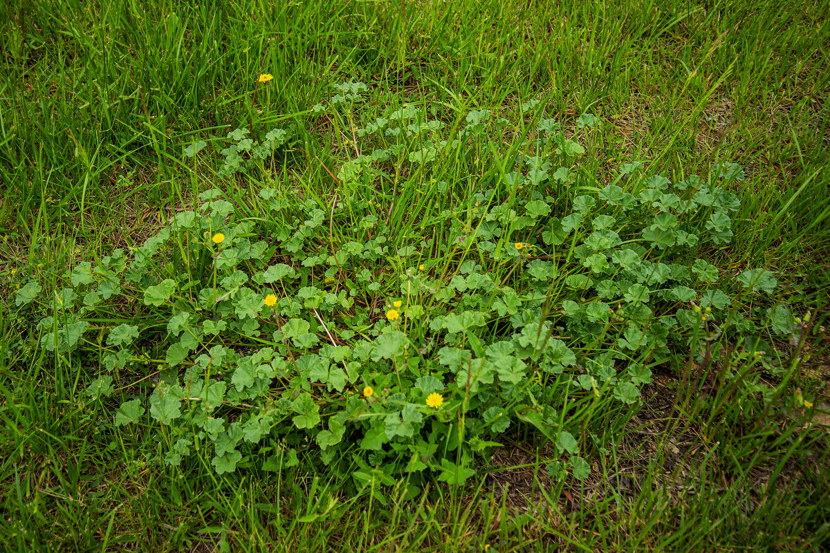 Калачики - Анатолий Чикчирный Калачики - Анатолий Чикчирный