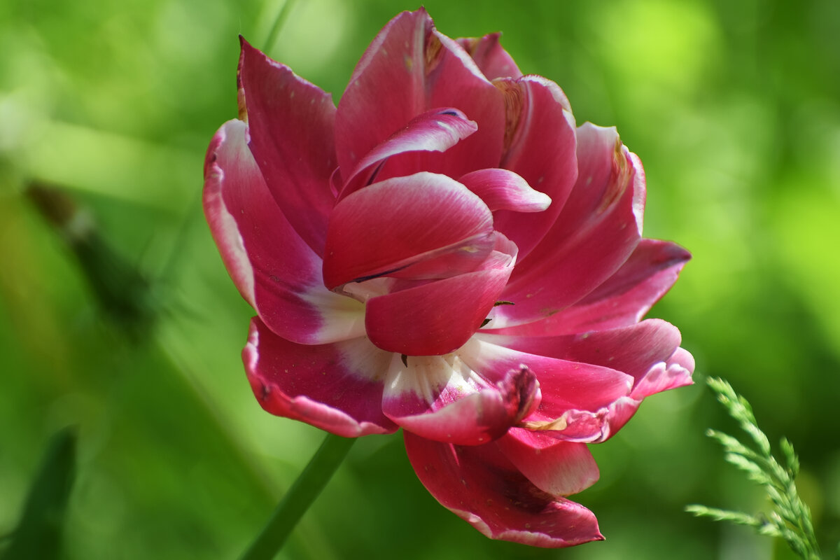 Москва. Весна в Аптекарском... - Наташа *****