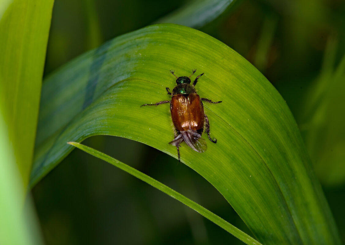 * - Nikolai 888 * - Nikolai 888