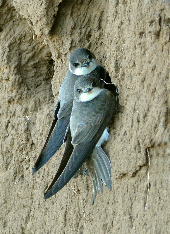 Береговушки - Владислав Иопек