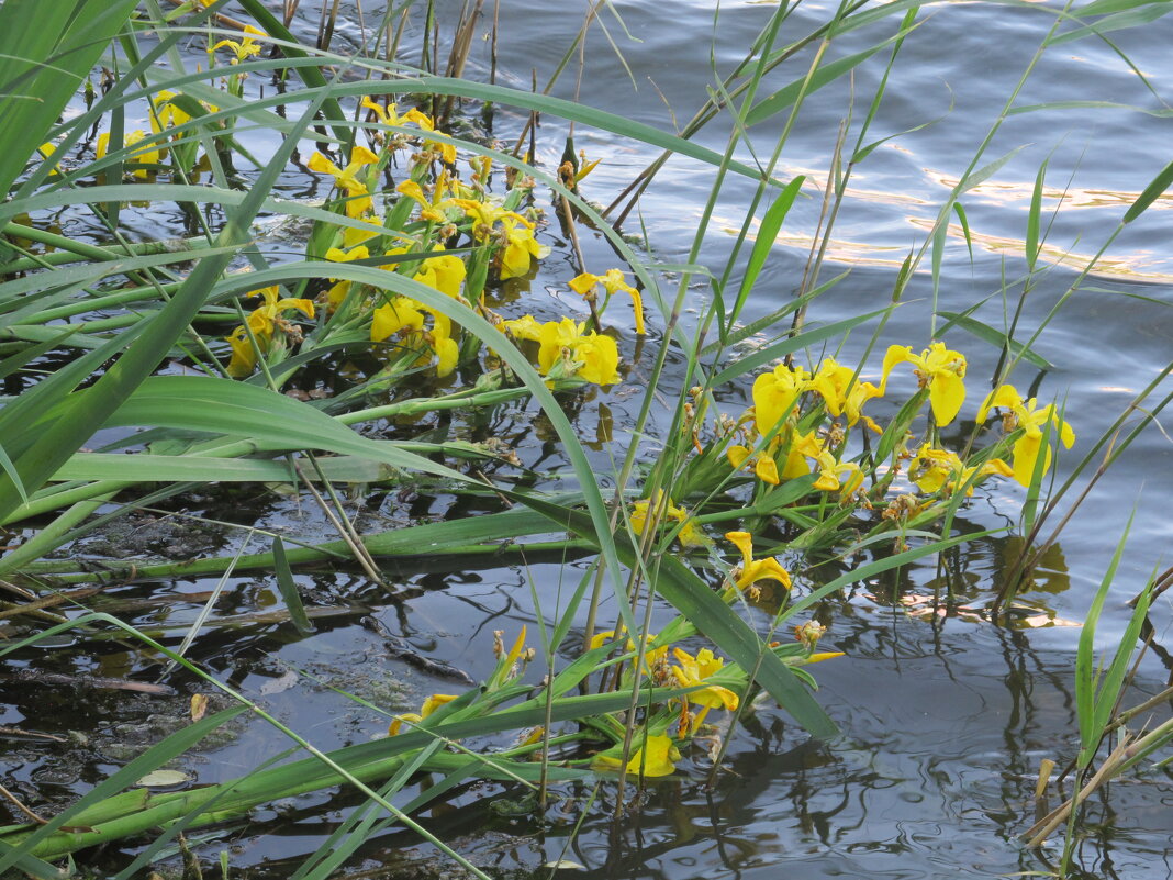 водяные ирисы - Елена Шаламова