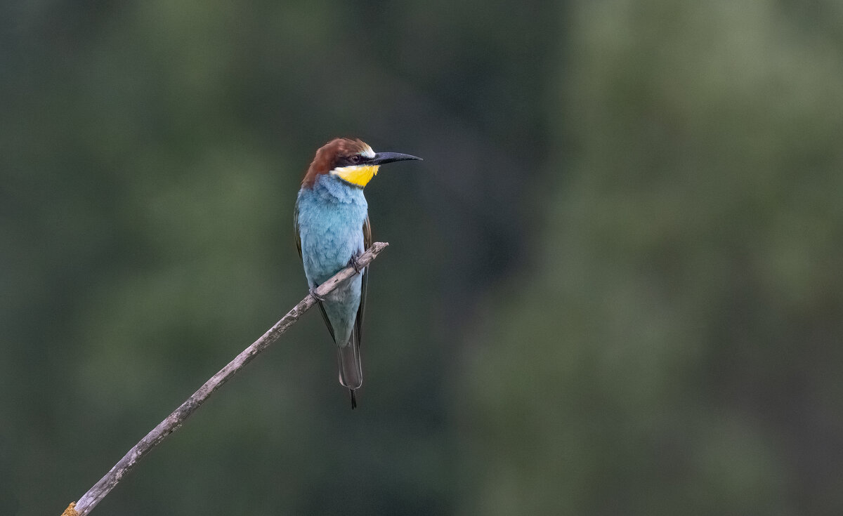 молодые щурки - юрий макаров