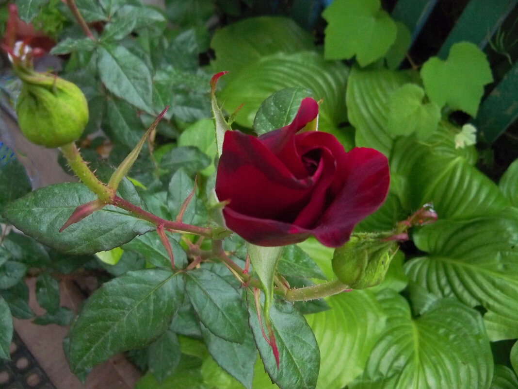 Бутон бархатнщй розы - Валентин Семчишин Бутон бархатнщй розы - Валентин Семчишин