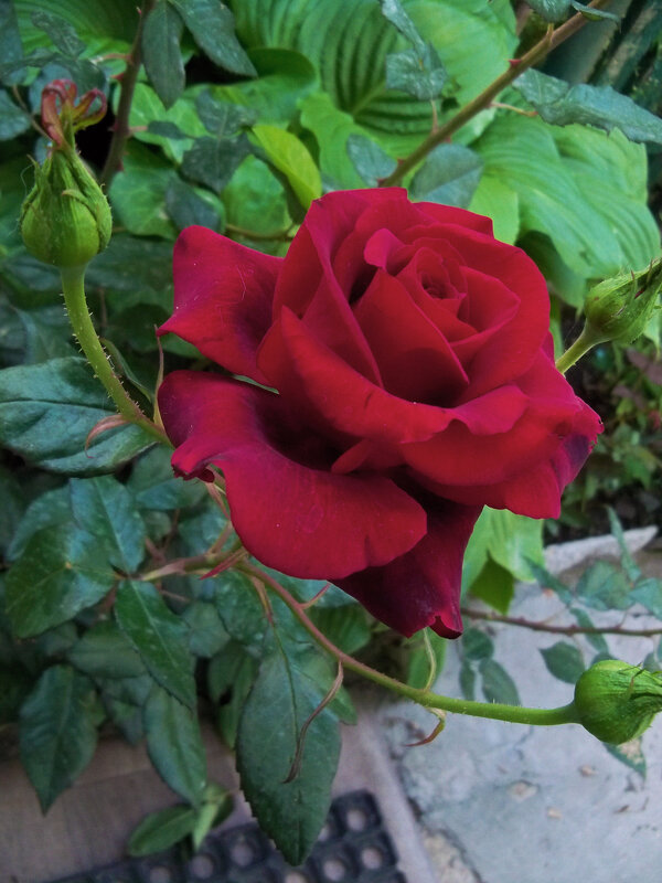 Бархатная  роза - Валентин Семчишин