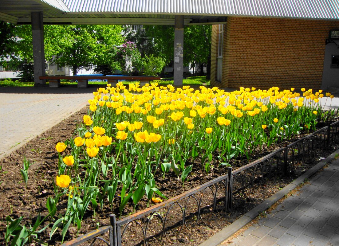 в городе солнечно... - Галина Флора в городе солнечно... - Галина Флора