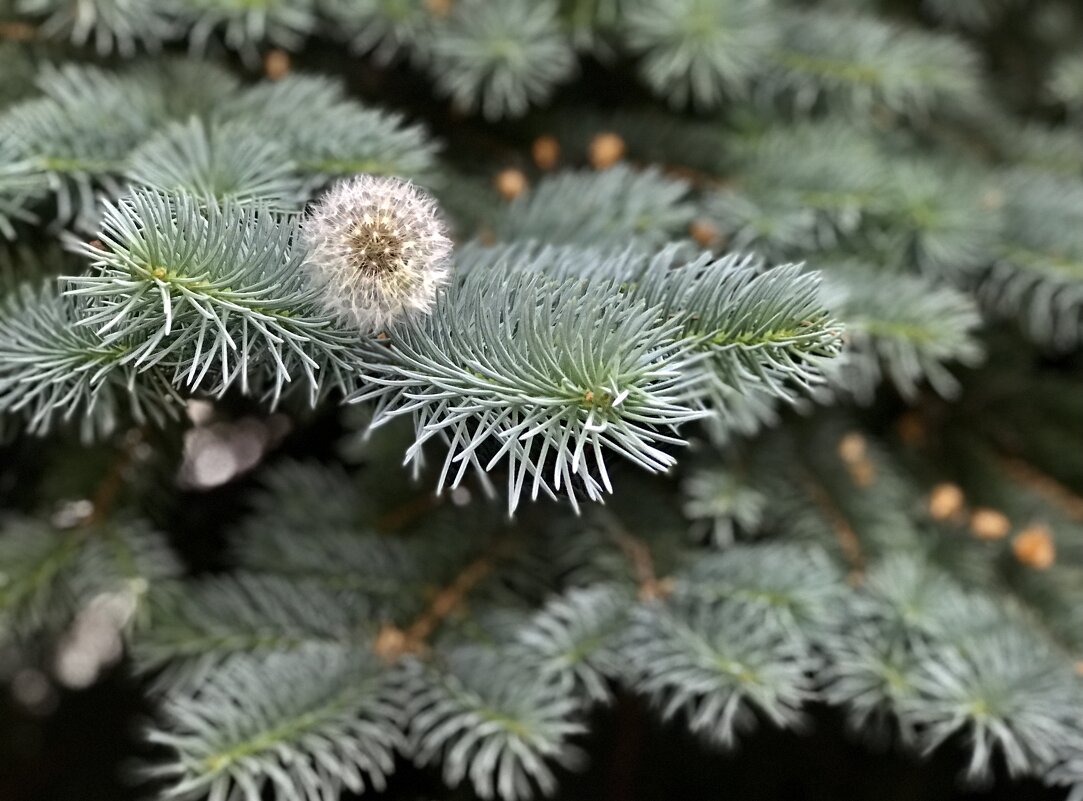 Пушистое на колком… - Любовь Пушистое на колком… - Любовь