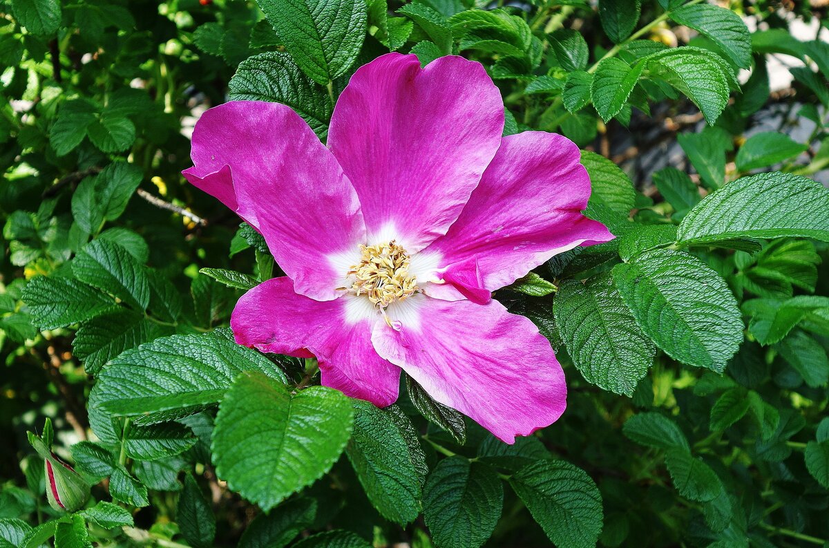 Цветет Шиповник морщинистый - Рита Симонова Цветет Шиповник морщинистый - Рита Симонова