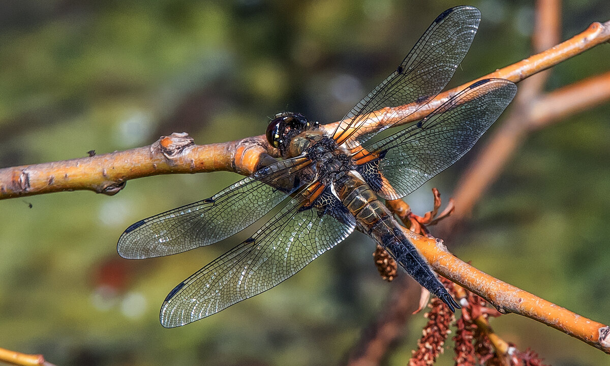 **** - Владимир Безбородов