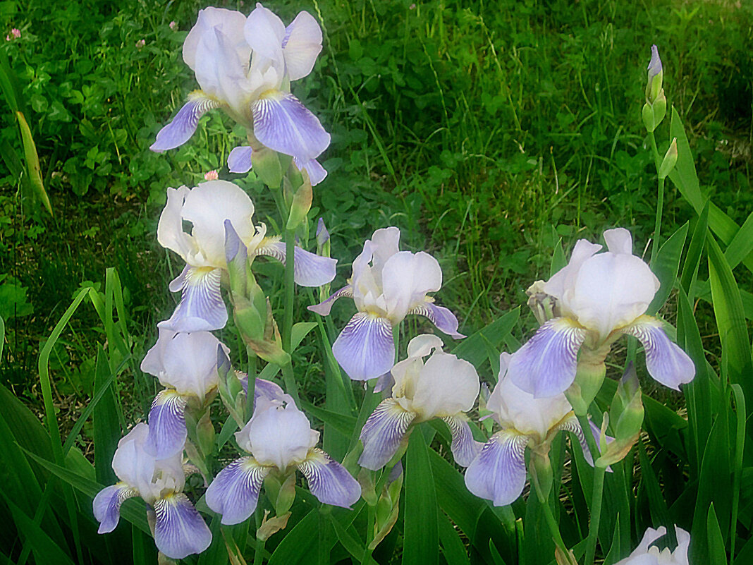 Ирисы - Елена Семигина