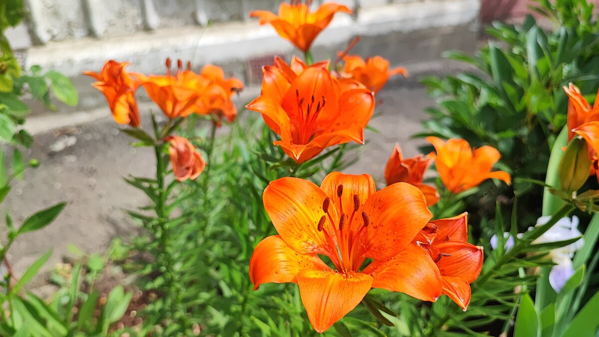 ,,, - Сергей Тимоновский