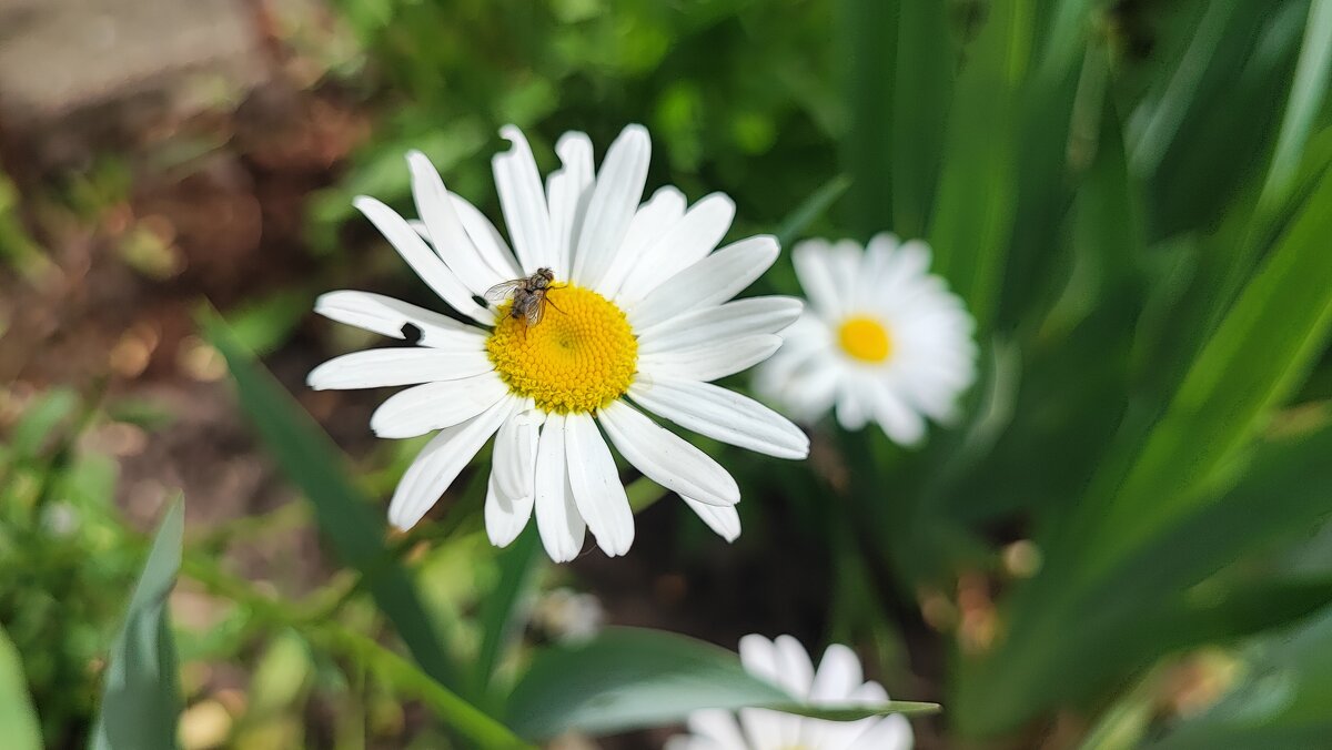,,, - Сергей Тимоновский ,,, - Сергей Тимоновский