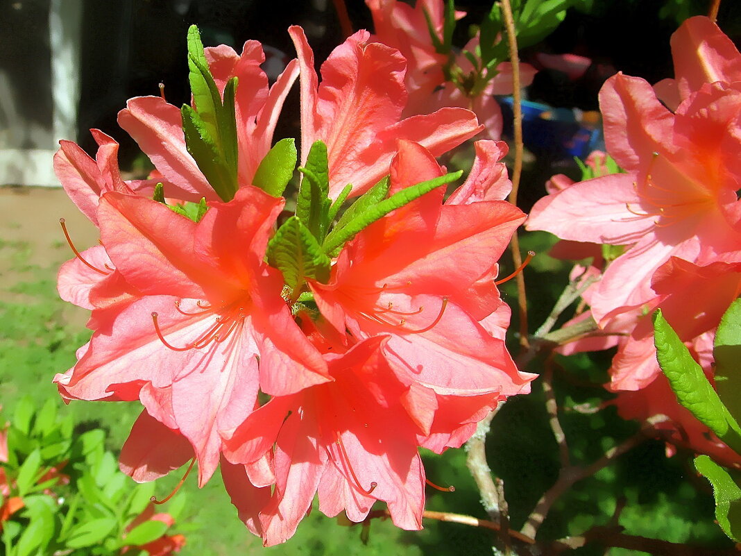 Рододендрон  японский. - Ольга Довженко