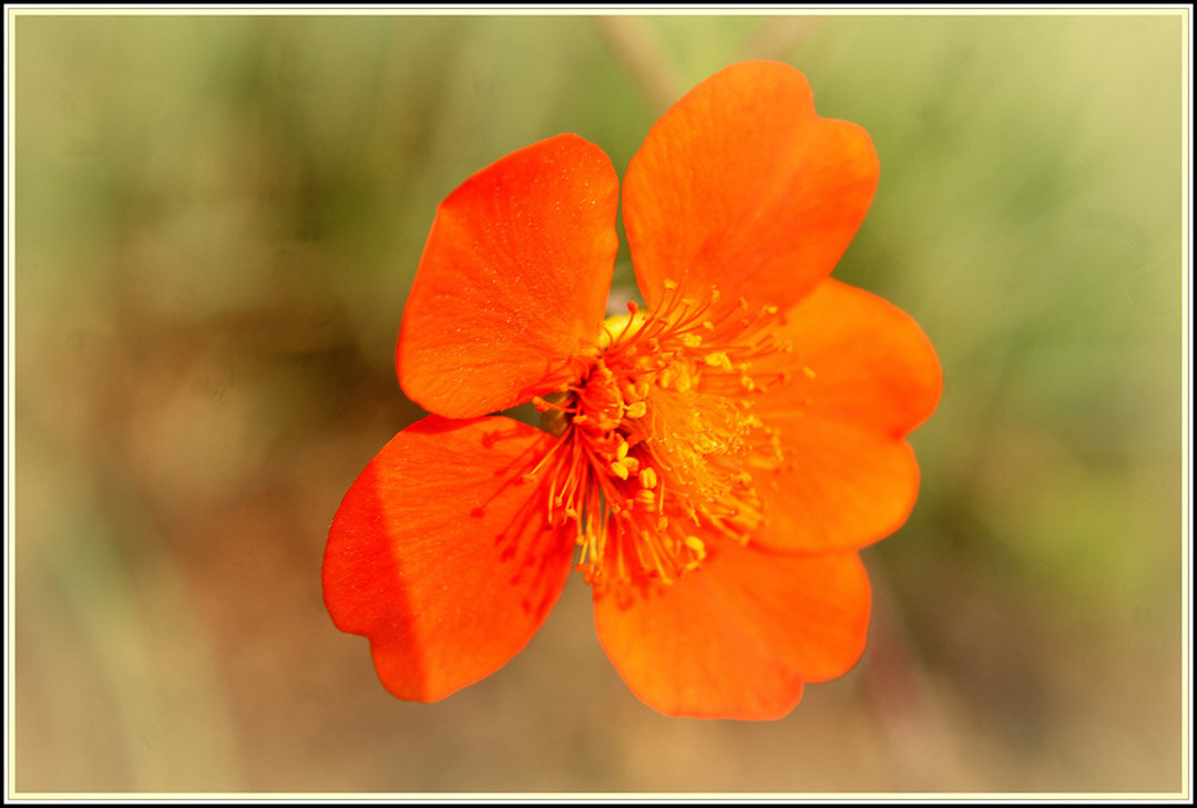 *** - Aleksandr Gal *** - Aleksandr Gal