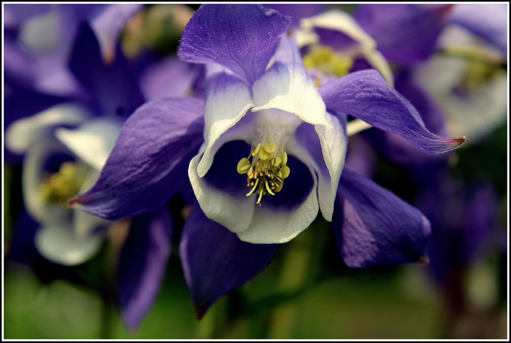 Как прекрасен этот мир - Aleksandr Gal