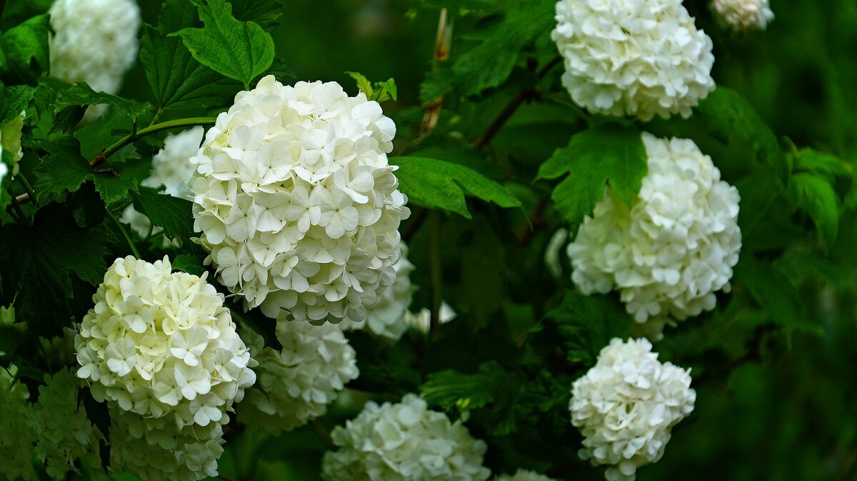 Калина Бульденеж - Наталья Лакомова Калина Бульденеж - Наталья Лакомова