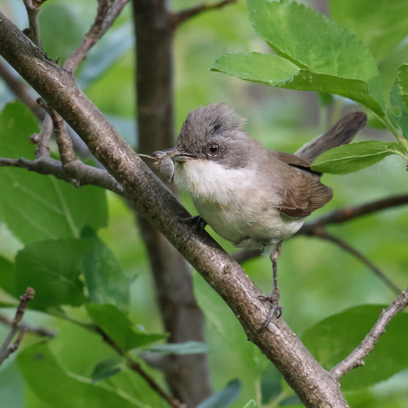 Славка-завирушка - Александр 