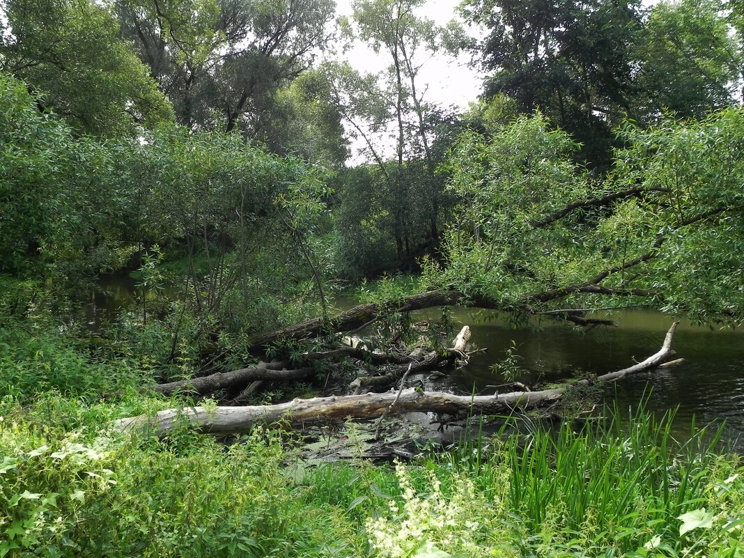 Речка - Oleg4618 Шутченко Речка - Oleg4618 Шутченко