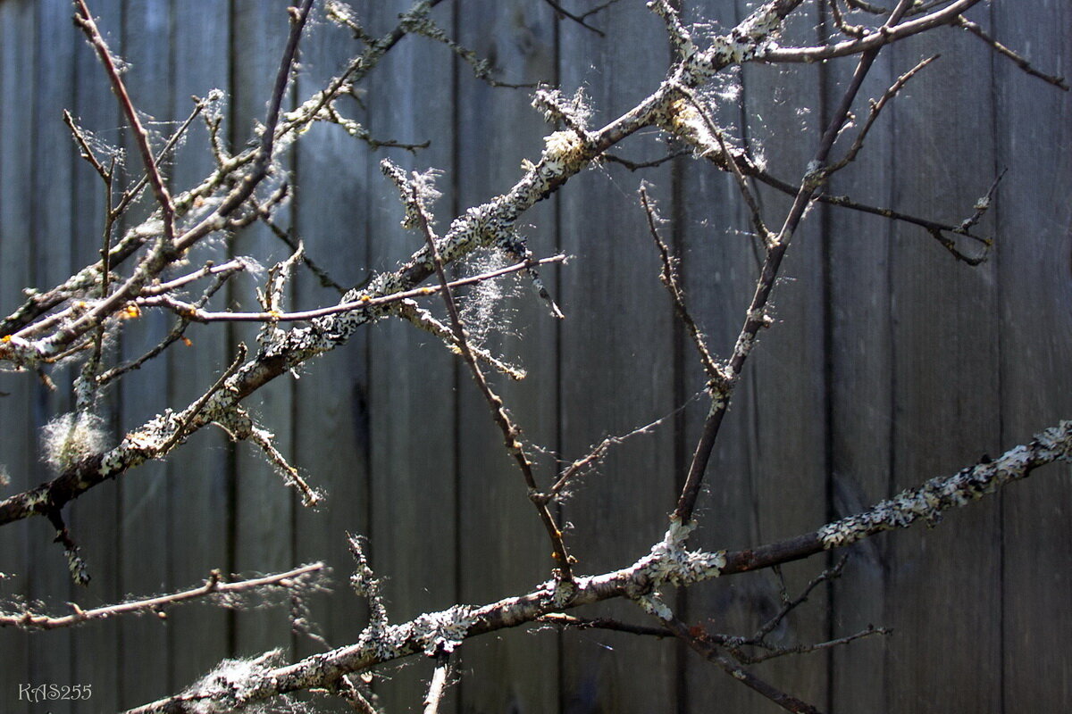 Зарисовка - Александр 
