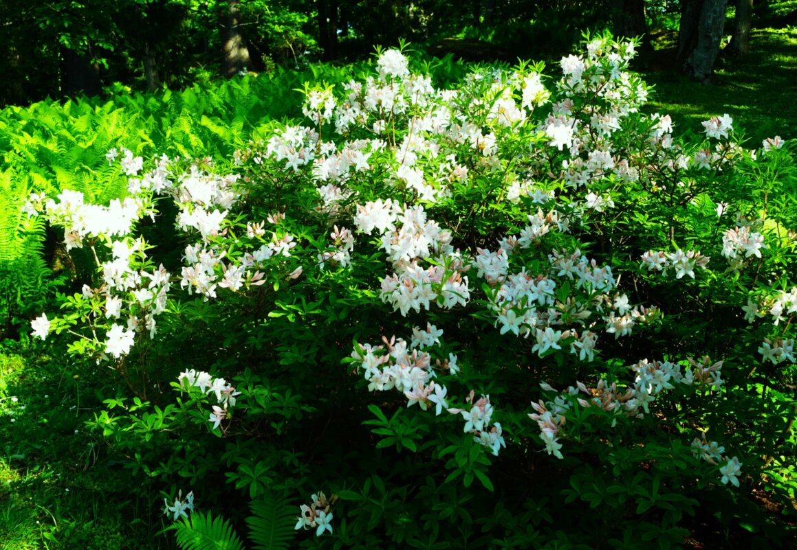 Большие кусты белых рододендронов - Aida10 Большие кусты белых рододендронов - Aida10