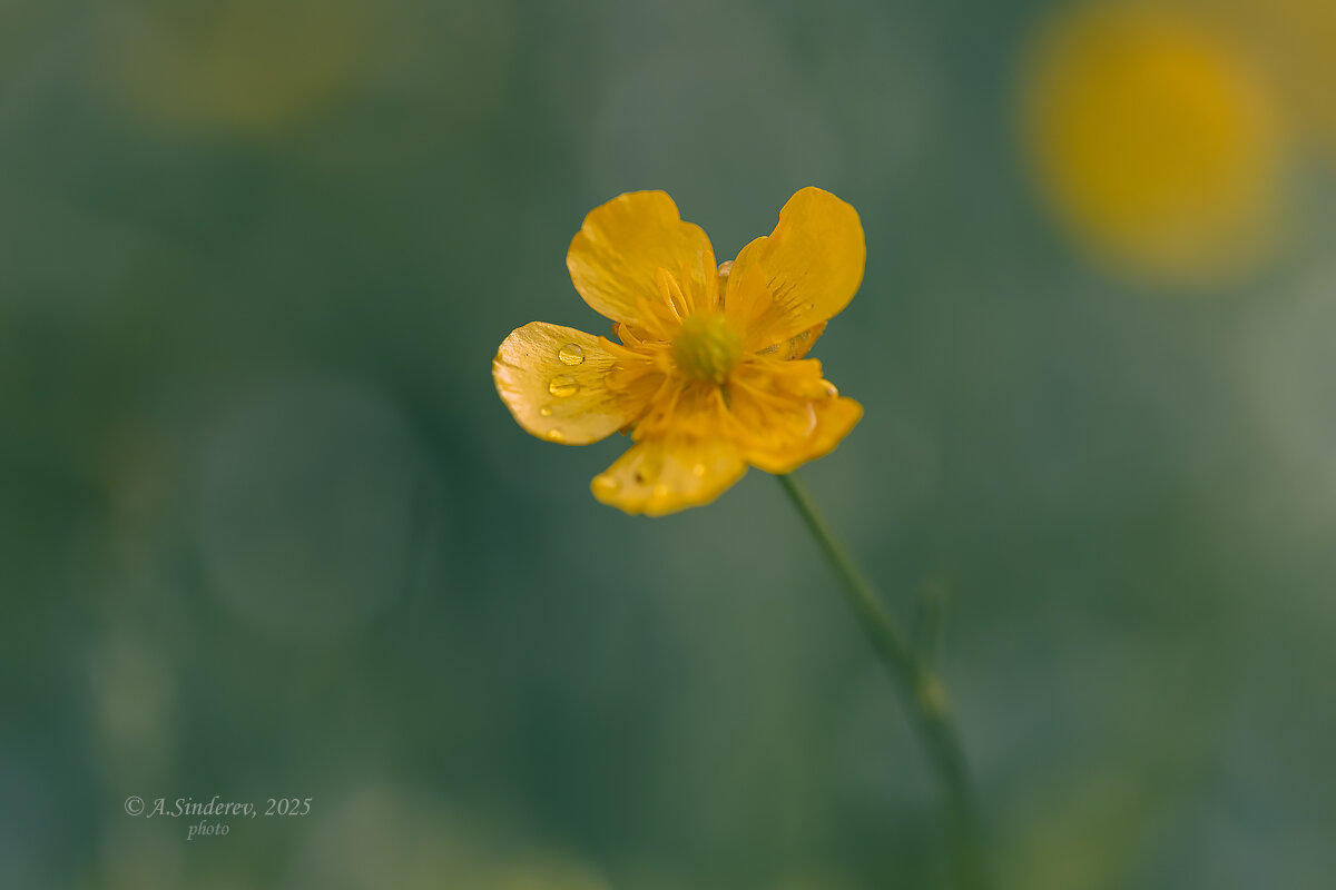 Лютик после дождя - Александр Синдерёв