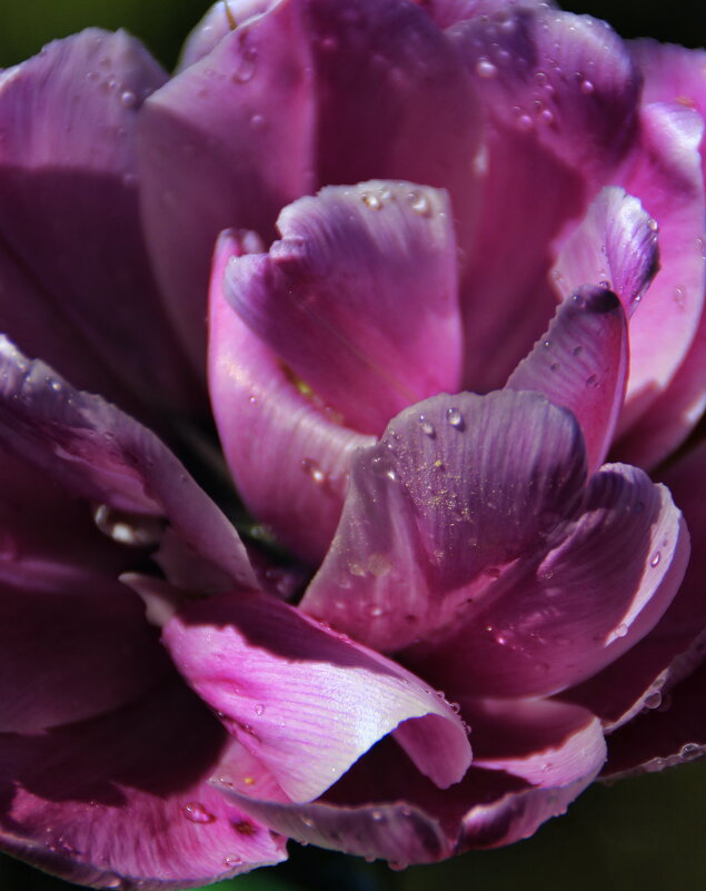 Тюльпанчик :) - Татьян@ Ивановна Тюльпанчик :) - Татьян@ Ивановна