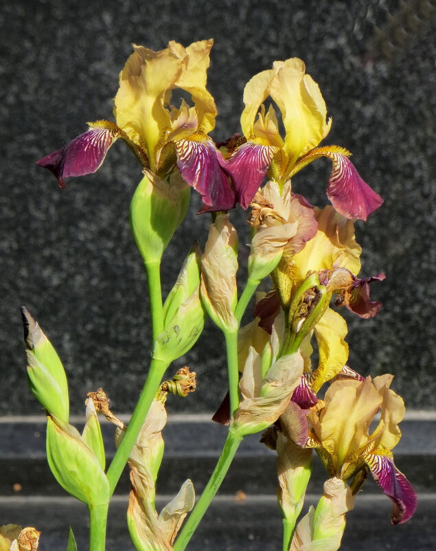 Монастырские ирисы - Александр Чеботарь Монастырские ирисы - Александр Чеботарь