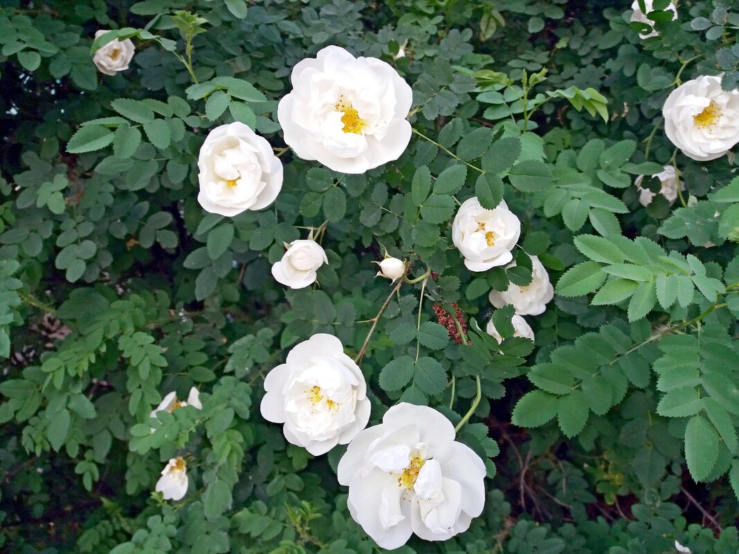 Ветка белого шиповника - Galina Solovova Ветка белого шиповника - Galina Solovova