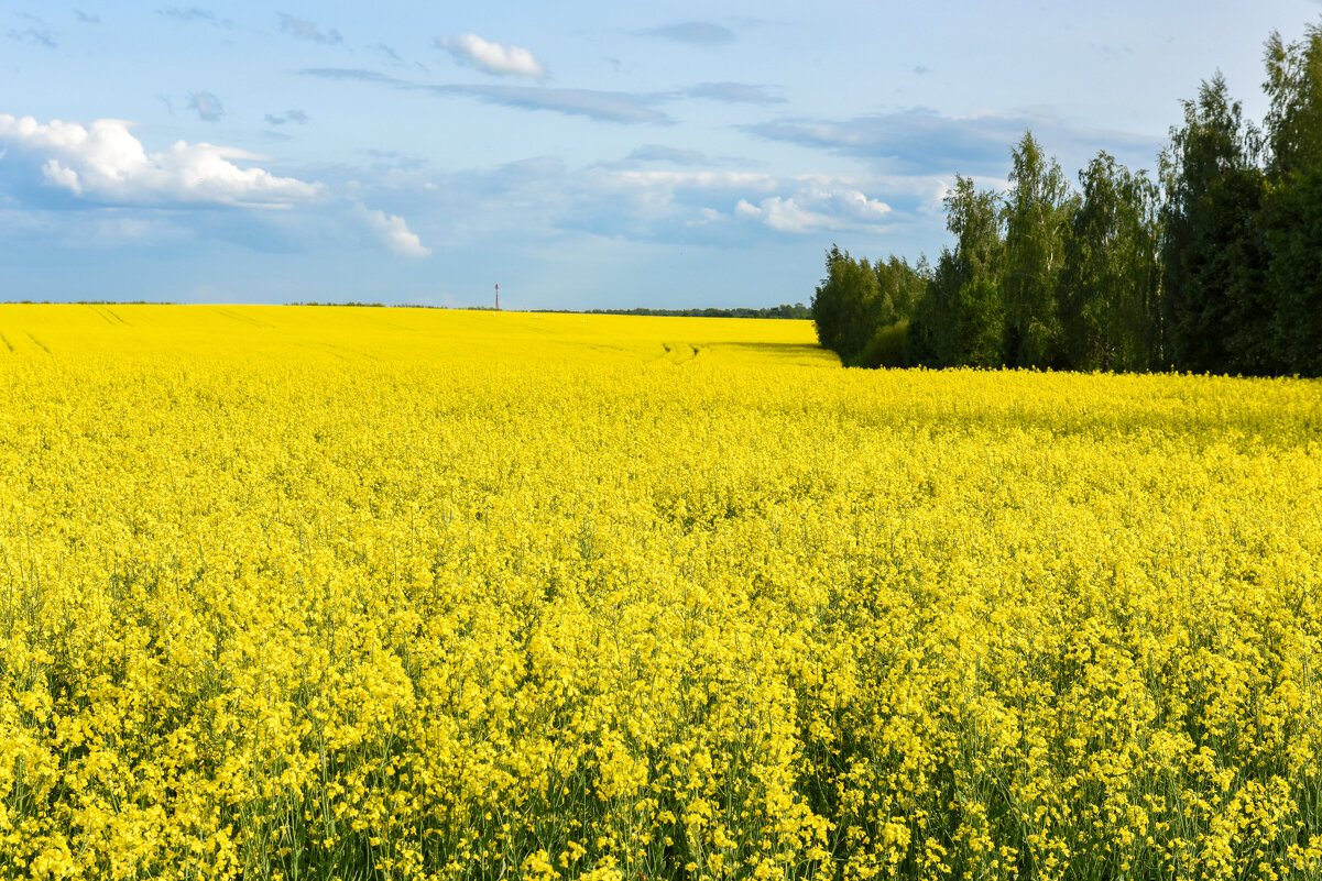 Рапсовое море - Александр Мезенцев