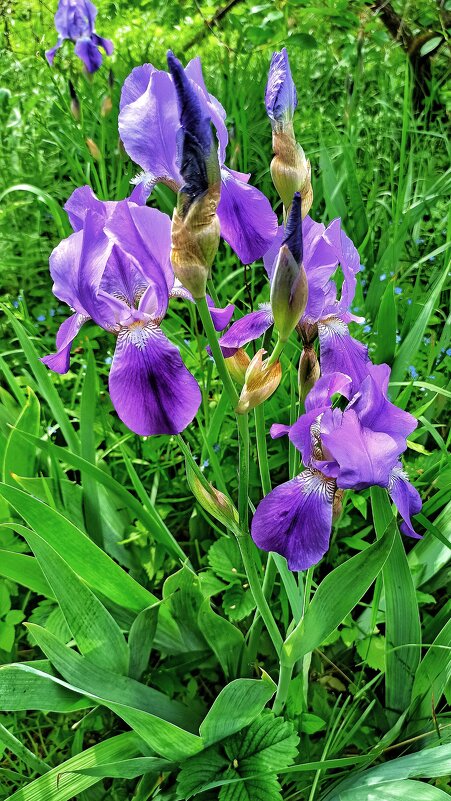 Фиолетовое богатство - veilins veilins