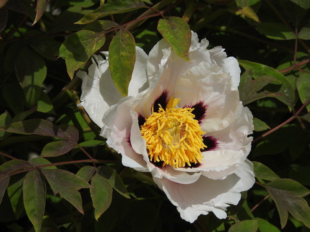 цветы в моём саду - ИННА ПОРОХОВА