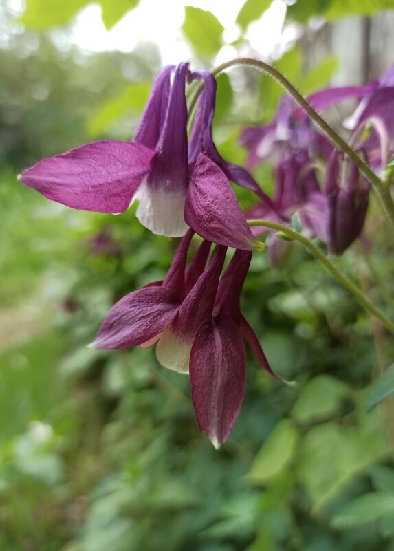 Ещё один фиолетовый! - veilins veilins Ещё один фиолетовый! - veilins veilins