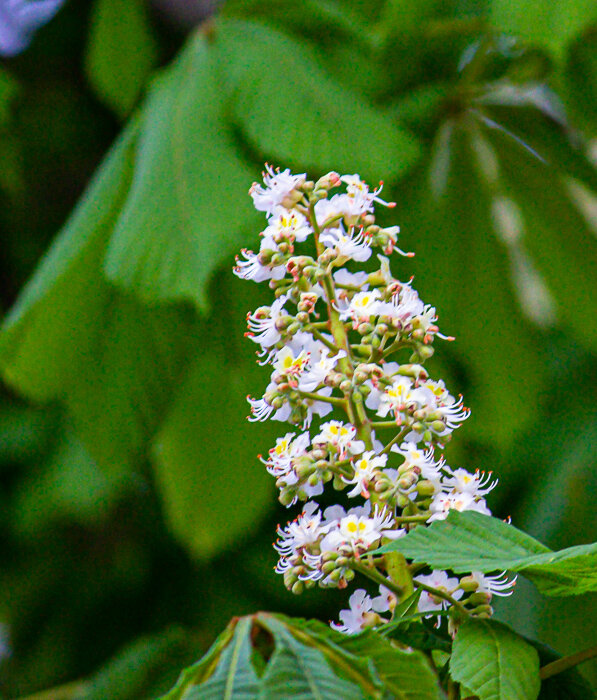 Цветет каштан - Светлана SvetNika17 Цветет каштан - Светлана SvetNika17