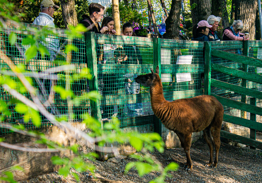 Лама в зоопарке на Кок-Тобе - Светлана SvetNika17 Лама в зоопарке на Кок-Тобе - Светлана SvetNika17