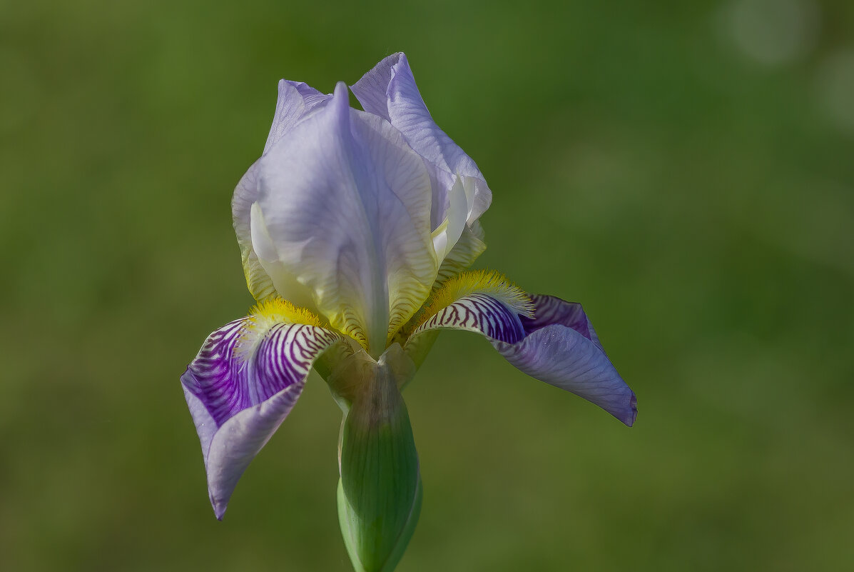 Начало цветения ирисов.... - Sergey (Apg)