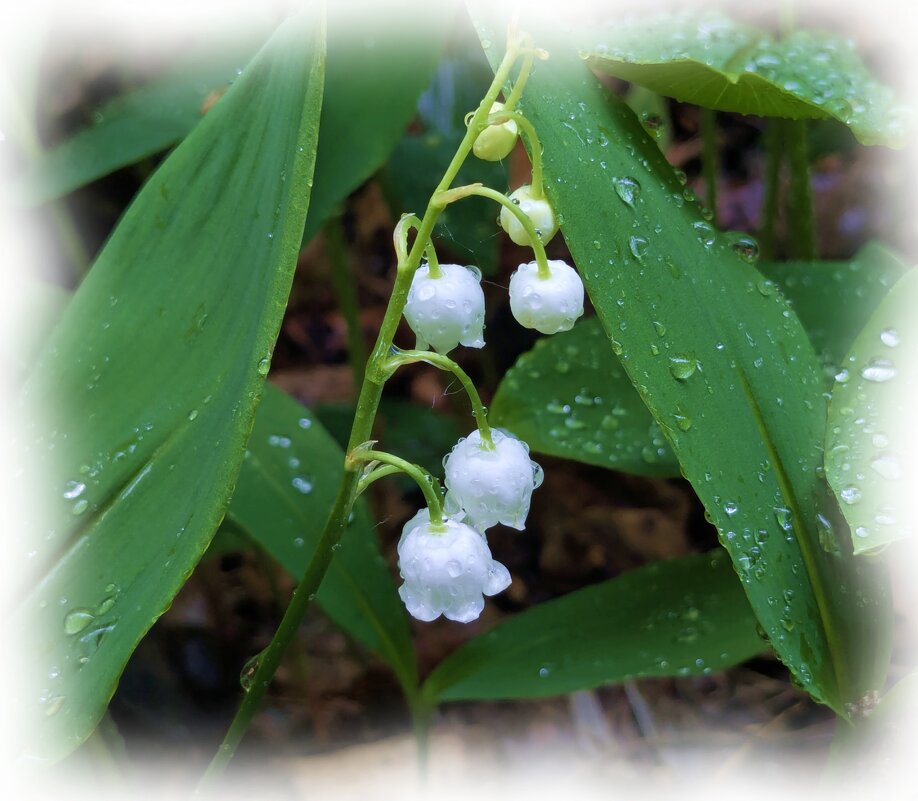 Затихающая мелодия - liudmila drake Затихающая мелодия - liudmila drake