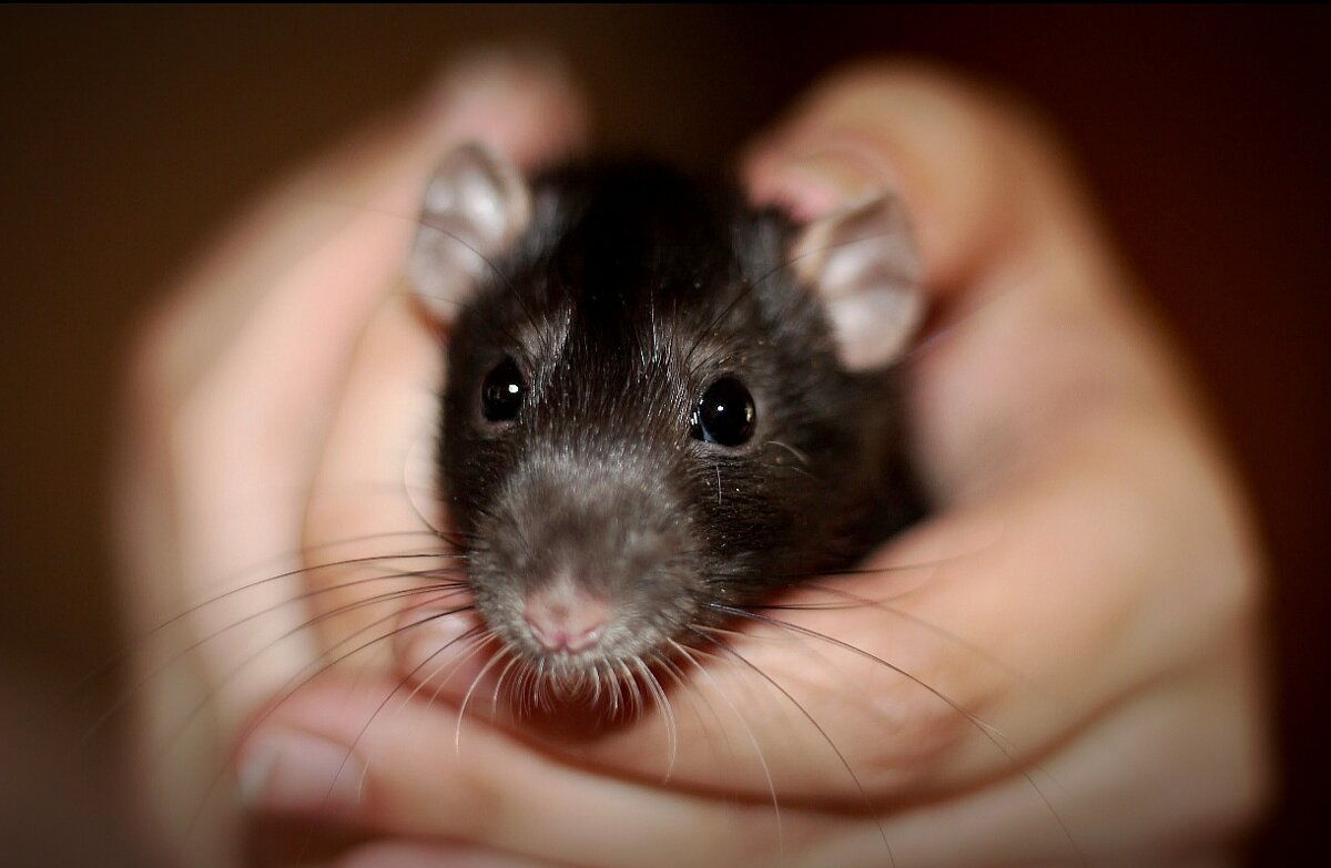 Питер - Тамара Вебер