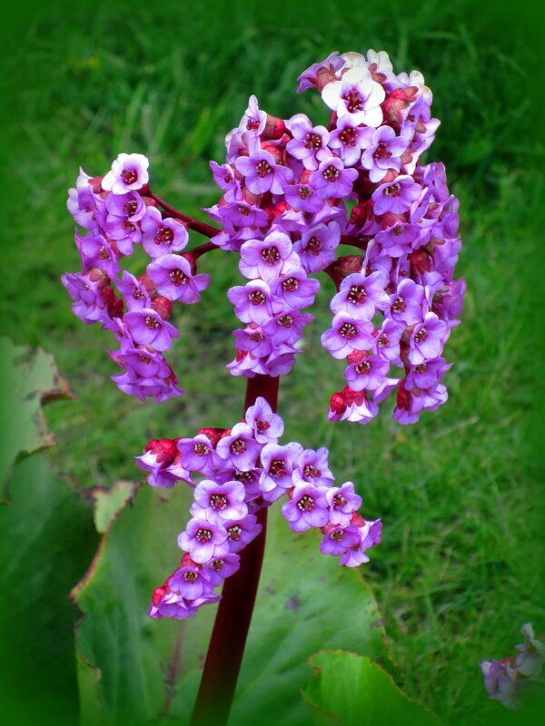 Бадан - Сергей Карачин Бадан - Сергей Карачин