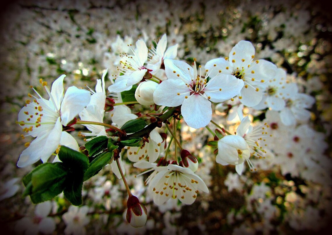 Весеннее соло алыч - Сергей Карачин Весеннее соло алыч - Сергей Карачин